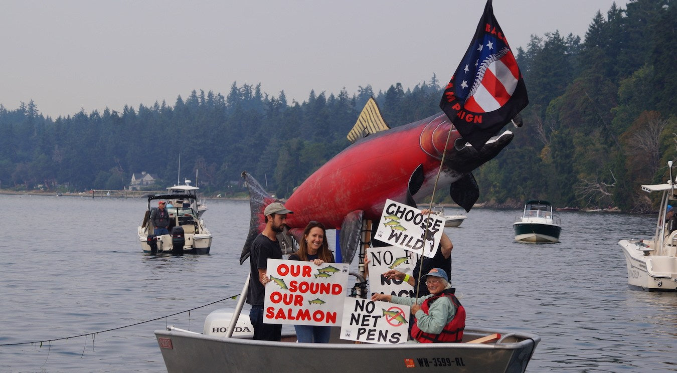An Update on the Fight Against Open Net Pen Salmon Farms