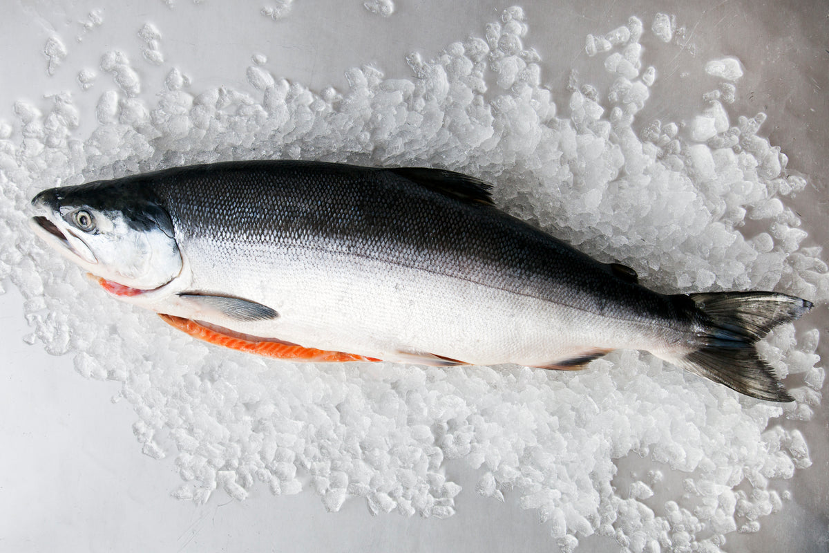 Whole Wild Salmon