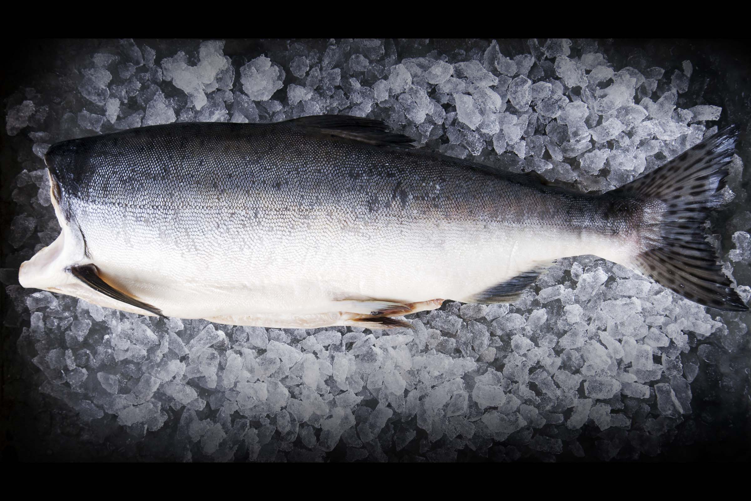 Whole Wild Pink Salmon