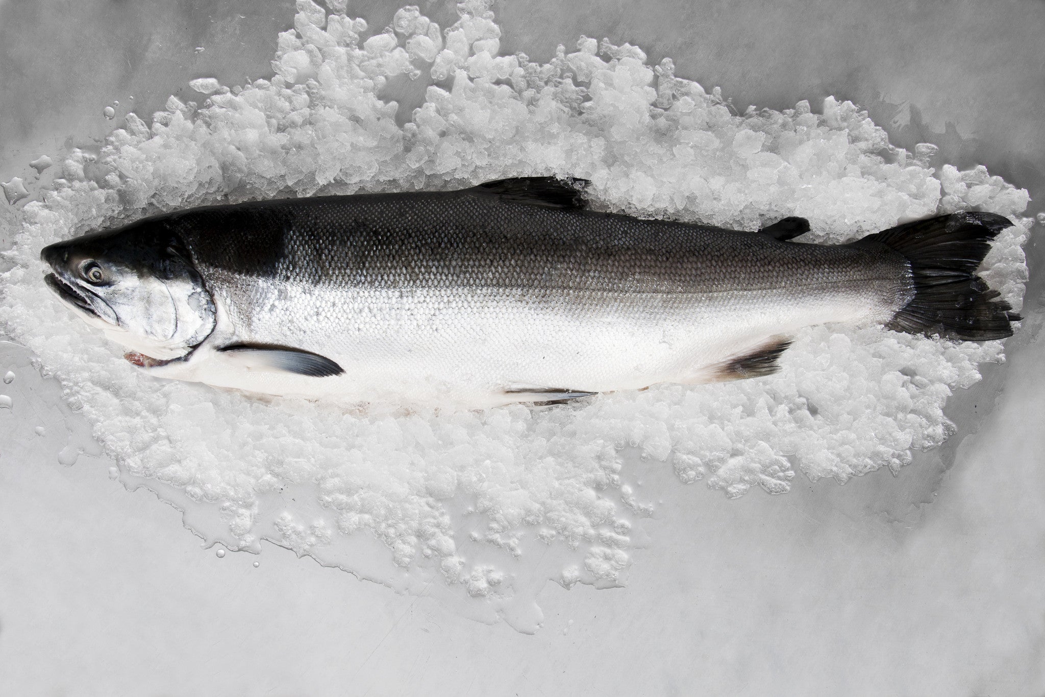 White Salmon Coho Salmon white-salmon-coho-salmon